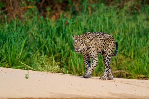 A jaguar strides across sandy ground against a lush green background, Jaguar (Panthera onca),