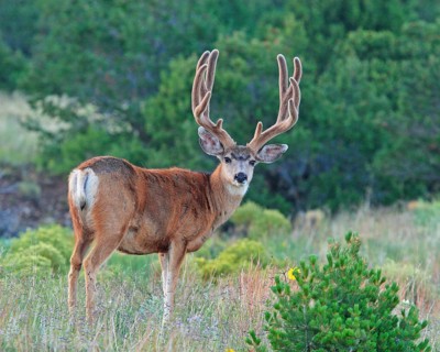 Mule deer, black-tailed deer (Odocoileus hemionus columbianus), foraging, Wyoming, United States