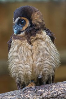 One Brown Wood Owl (Strix leptogrammica) sitting on a branch. A forest in the background