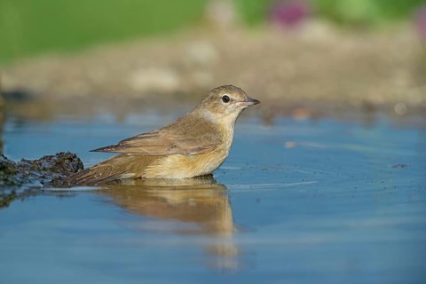 Garden Warbler (Sylvia borin) bathing, Aosta Valley, Italy