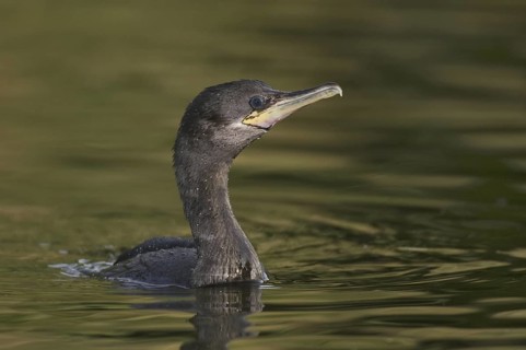 Neotropic Cormorant (Phalacrocorax brasilianus), Arizona, USA