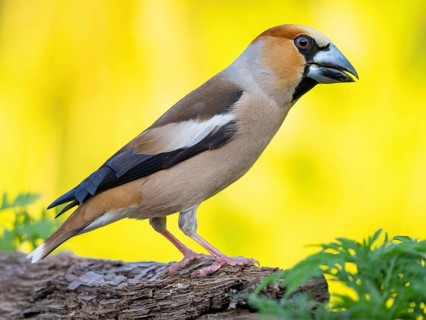 A hawfinch (Coccothraustes coccothraustes), Tiszaalp-r, Kiskuns-gi National Park, B-cs-Kiskun,