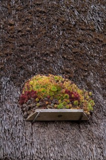 Houseleek (Sempervivum) on a thatched roof, Klein Zicker, Mönchgut, Island of Rügen,
