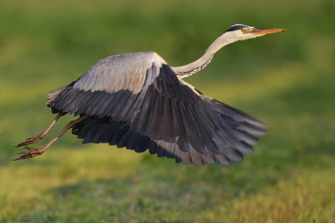 Grey Heron (Ardea cinerea) flying, North Rhine-Westphalia, Germany