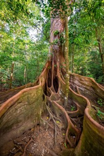 Roots of a strangler fig (Ficus americana), in the tropical rainforest, Corcovado National Park,