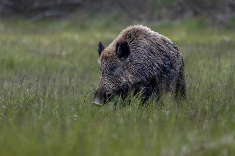 In the evening, the wild boar (Sus scrofa) leaves the pine thicket and wanders across a wooded