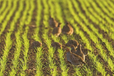 Grey Partridge (Perdix perdix), Rhineland-Palatinate, Germany