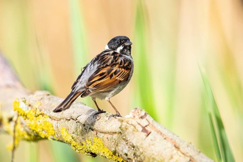 Reed bunting (Emberiza schoeniclus) ml Germany