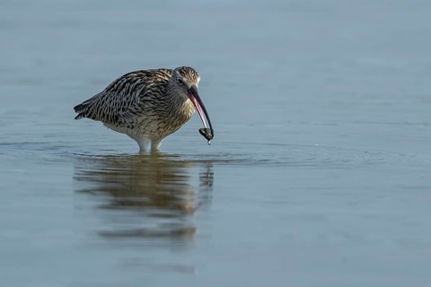 Grosser Brachvogel spielt mit einem Stein