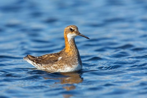 Odin's chicken, (Phalaropus lobatus), animals, birds, wading bird, swims in the lake, Arctic snipe