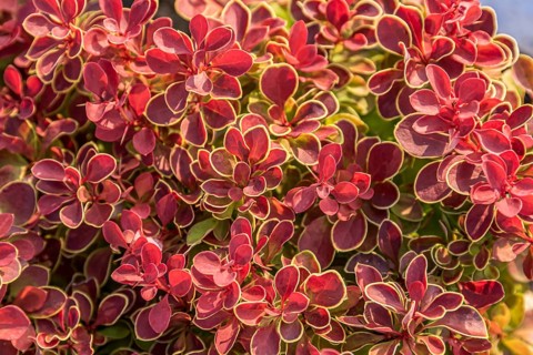 Dwarf barberry (Berberis thunbergii 'Ruby Star'), Plantarium 2016, Netherlands