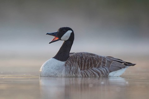 Canada Goose (Branta canadensis), North Rhine-Westphalia, Germany