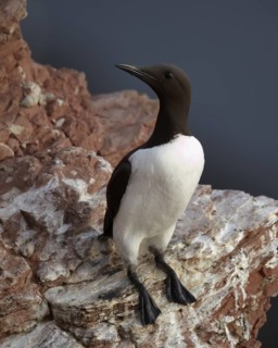 Common Murre (Uria aalge), Schleswig-Holstein, Germany
