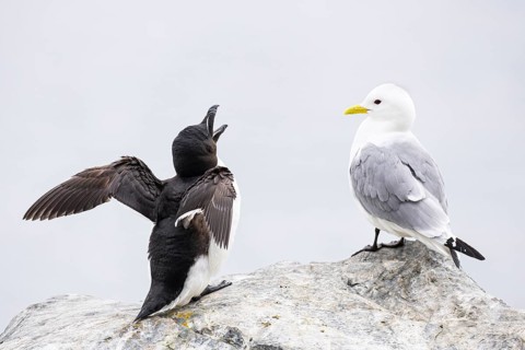 Razorbill (Alca torda) with open beak flapping its wings, next to kittiwake (Rissa tridactyla),