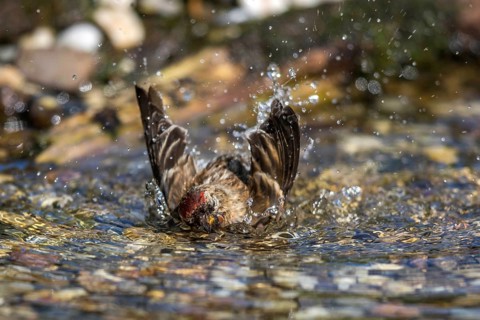 Common Redpoll (Acanthis flammea) male bathing in stream, Mecklenburg-Western, Pomerania, Germany