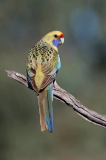 Yellow Rosella (Platycercus elegans flaveolus) male, Victoria, Australia