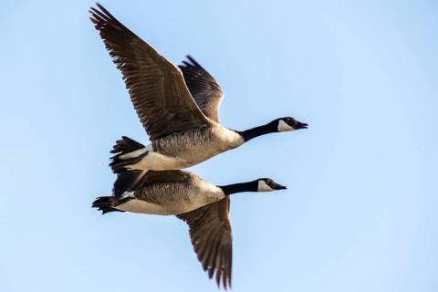 Canada Goose (Branta canadensis) flying, Texel, Netherlands