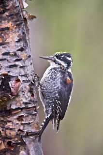 Eurasian Three-toed Woodpecker (Picoides tridactylus) male, Dovrefjell, Norway