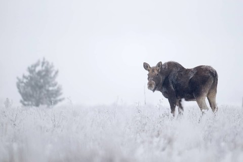 Eurasian elk (Alces alces alces), cow elk standing in a snow-covered forest clearing, Podlaskie