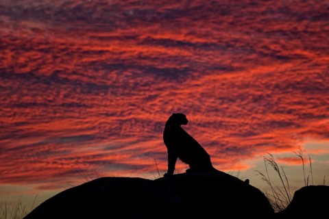 Cheetah (Acinonyx jubatus) captive, female in sunset, Castile-La Mancha, Spain