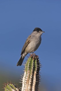 Eurasian Blackcap (Sylvia atricapilla) male, Morocco
