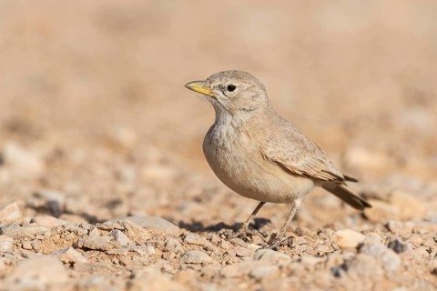 Desert Lark (Ammomanes deserti), Eilat, Israel