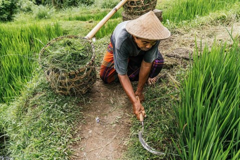 A man wearing traditional clothing trims grass in a vibrant rice field in Bali, Indonesia,