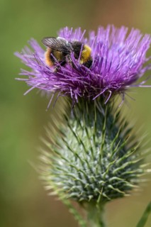 Meadow bumblebee (Bombus pastuorum) on creeping thistle (Cirsium), Emsland, Lower Saxony, Germany