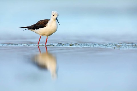 Black-winged Stilt, (Himantopus himantopus), avocet family, biotope, habitat, foraging, East Khawr
