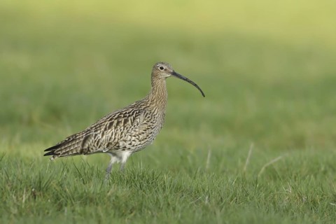 Eurasian Curlew (Numenius arquata), North Rhine-Westphalia, Germany
