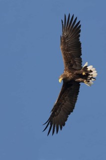 White-tailed Eagle (Haliaeetus albicilla) flying, Poland