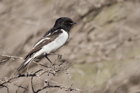 Hooded Robin (Melanodryas cucullata), Western Australia, Australia