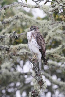 Hawaiian Hawk, 'Io, endangered