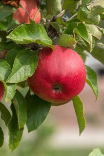 Columnar apple (Malus domestica 'Jucunda'), Bayerische Landesanstalt für W, Germany