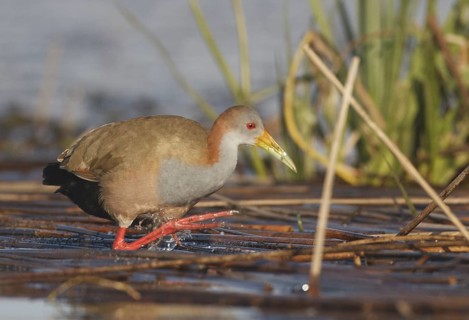Giant Wood Rail (Aramides ypecaha) foraging, Corrientes, Argentina