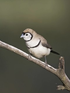 Double-barred Finch (Taeniopygia bichenovii), Australian Capital Territory, Australia