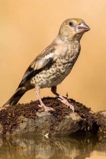 Hawfinch (Coccothraustes coccothraustes) juvenile, Andalusia, Spain