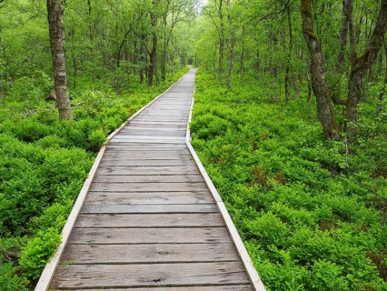 Carpathian birch forest (Betula pubescens), and boardwalk, Rotes Moor, Rhön Biosphere Reserve,