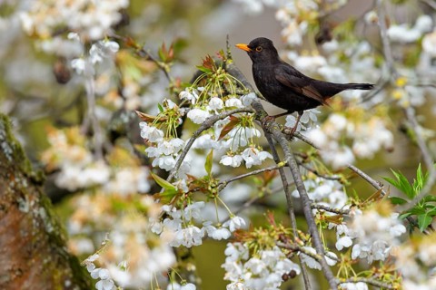 Blackbird (Turdus merula), one, individual, biotope, habitat, perch, tree blossom, garden,