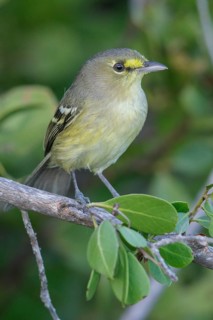 Thick-billed Vireo (Vireo crassirostris) perched on a branch in Cuba