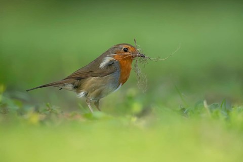 European robin (Erithacus rubecula) adult garden bird collecting nesting material in its beak in
