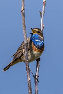 Bluethroat (Luscinia svecica cyanecula) male singing from branch, Mecklenburg-Western Pomerania,