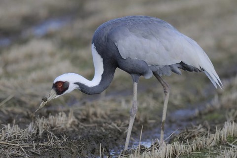 White-naped Crane (Antigone vipio), Arasaki, Japan