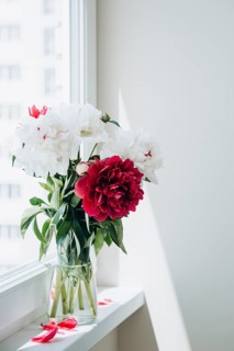 Fresh peonies of various colors displayed in a clear vase on a white windowsill, enhanced by