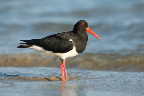 Pied Oystercatcher (Haematopus longirostris) foraging at shoreline, Victoria, Australia