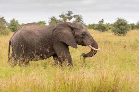 African elephant (Loxodonta africana) in the savanna, Kruger National Park, South Africa