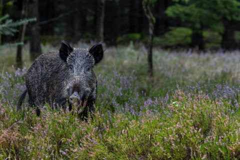 Suddenly the wild boar (Sus scrofa) stops and eyes attentively, mast year, acorn mast, defensive,