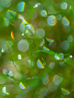 Rainbow drops
