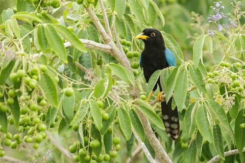 Yucatan Jay (Cyanocorax yucatanicus) perched on a brnach near Cancun on the Yucatan Peninsula of