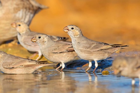 Desert Finch, Finch Family, Finch, Trumpeter Finch, (Rhodopechys githaginea), Roselin githagine,